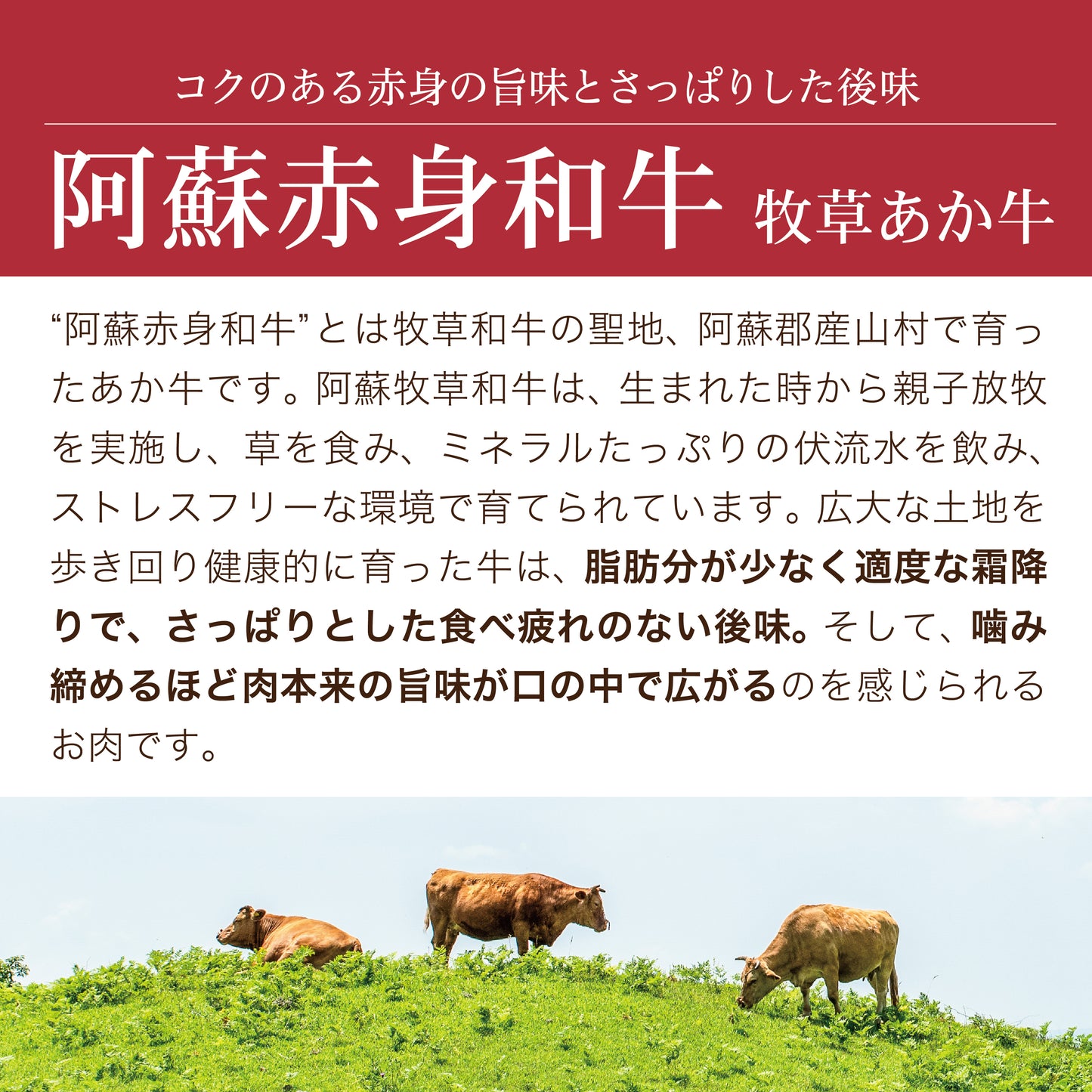 牧草あか牛のボロネーゼソース